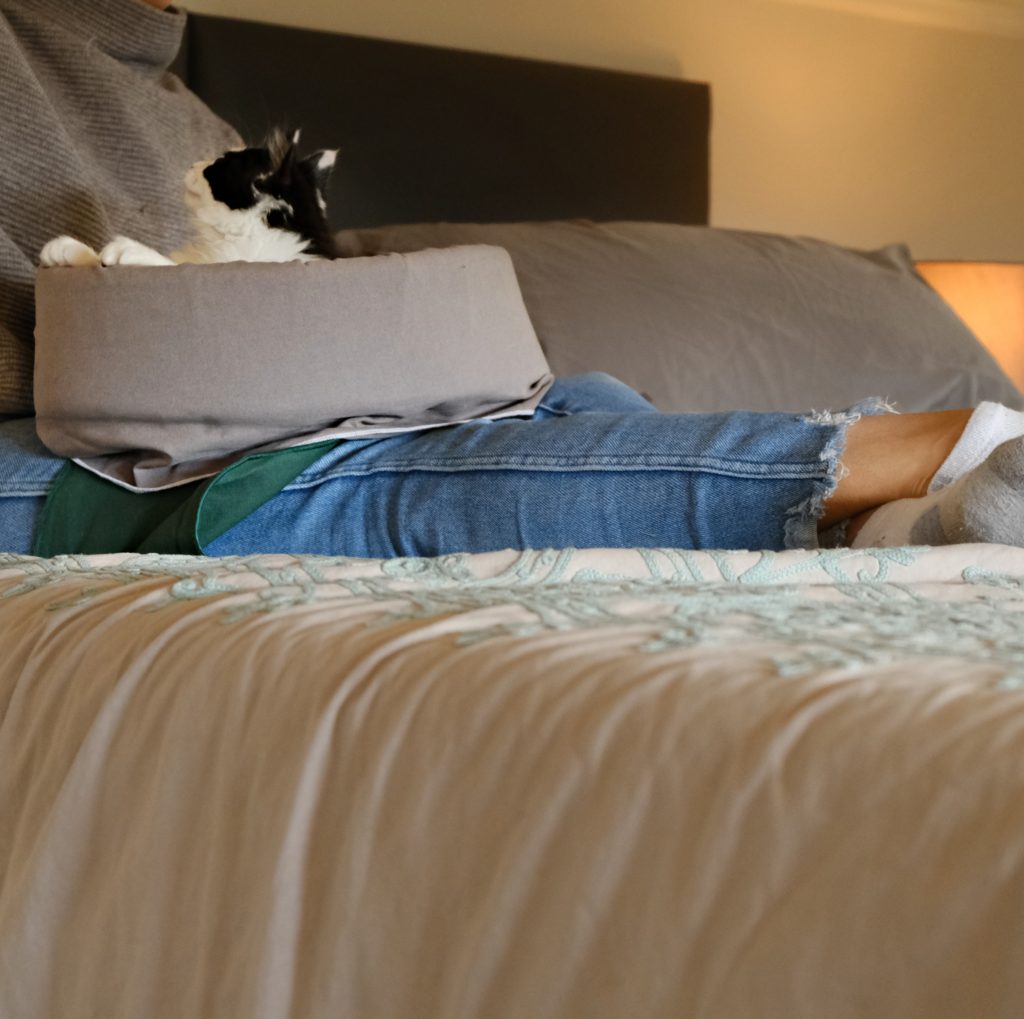 Cat beds with human on bed