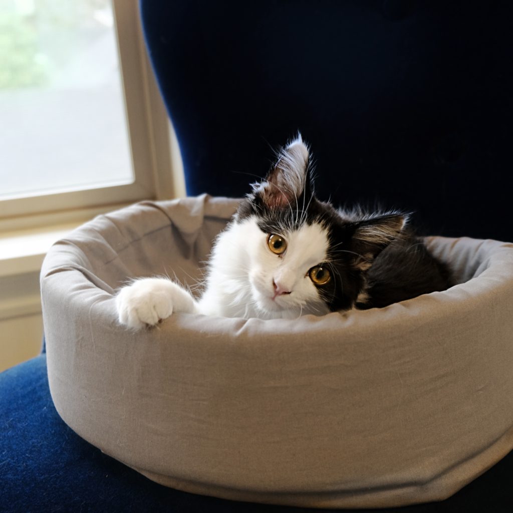 Cat beds on chair